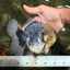 AAA Grade Kirin Oranda Male 6 inches #092526OR_04