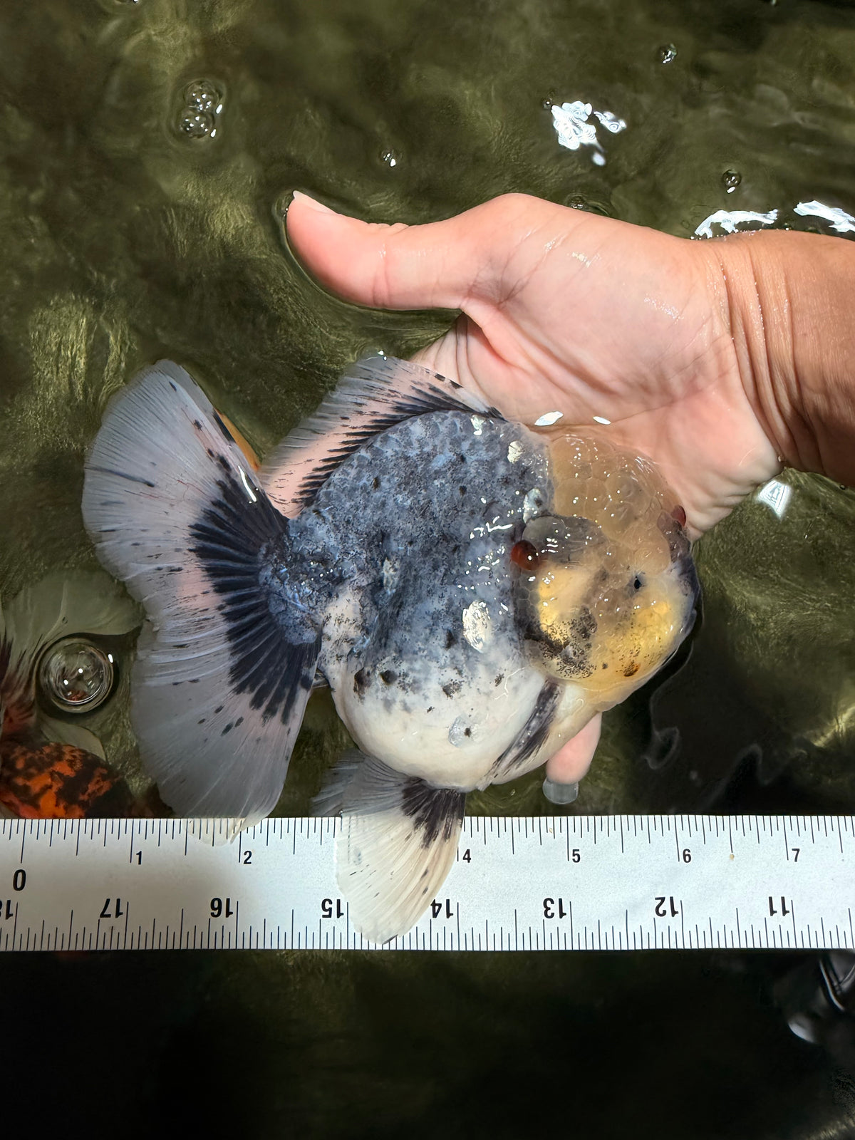 AAA Grade Kirin Oranda Male 6 inches #092526OR_04