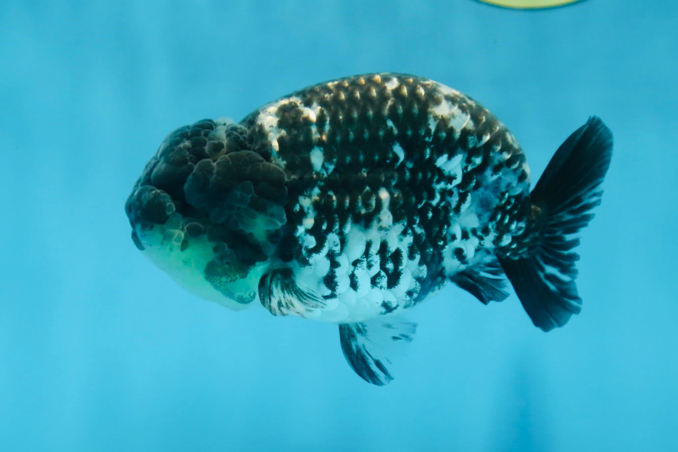 A Grade RARE White Tiger LionKing 4.5 inches #082925LC_04