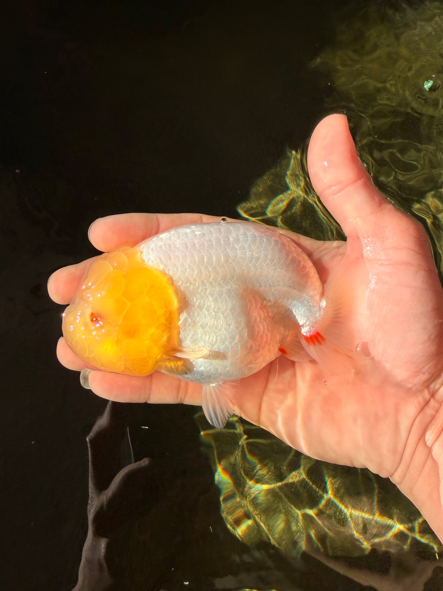 A Grade Dragon Lemonhead  LionQueen 4.5 inches #022726LC_28