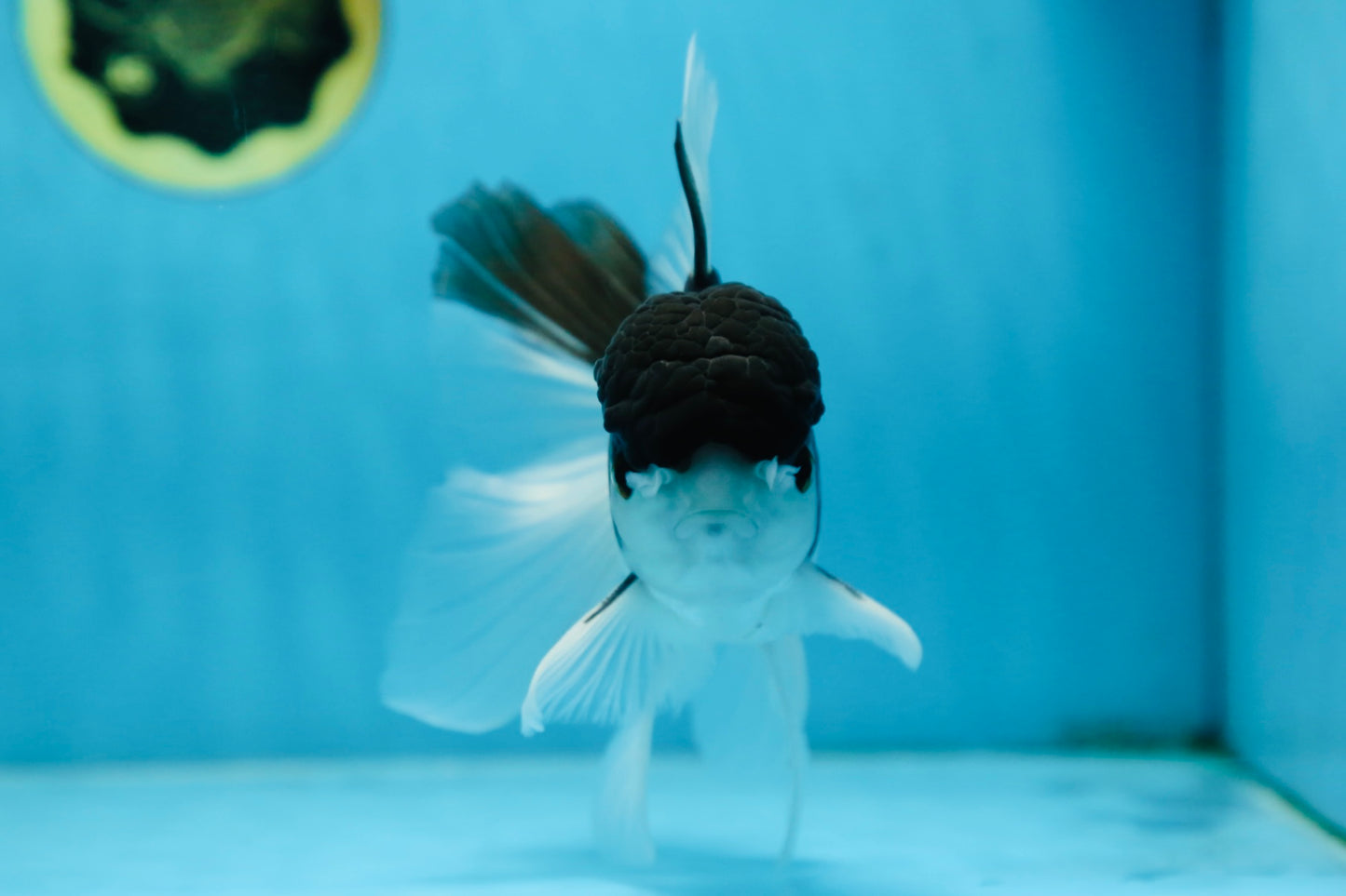 Panda Oranda Male 5.5 inches #090525OR_16