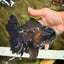 A Grade Broadtail Black Oranda Male 6.5-7 inches #101626OR_20