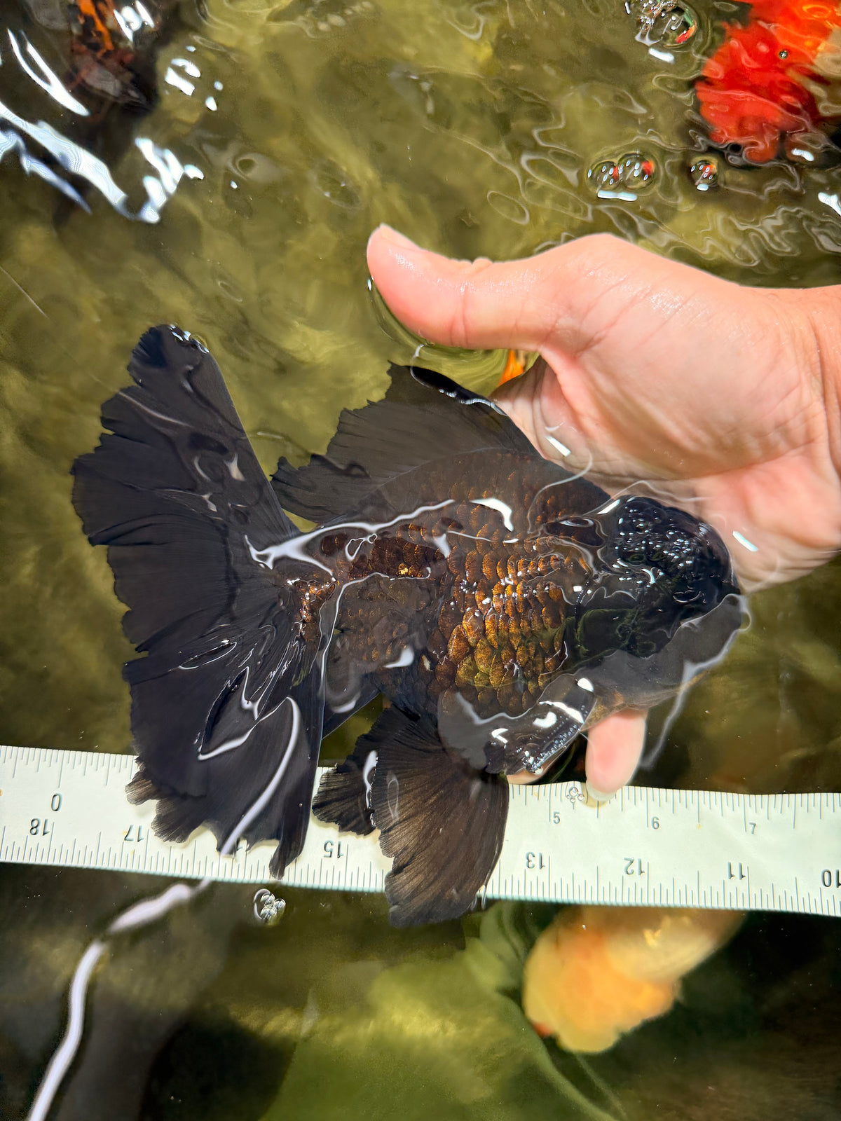 A Grade Broadtail Black Oranda Male 6.5-7 inches #101626OR_20