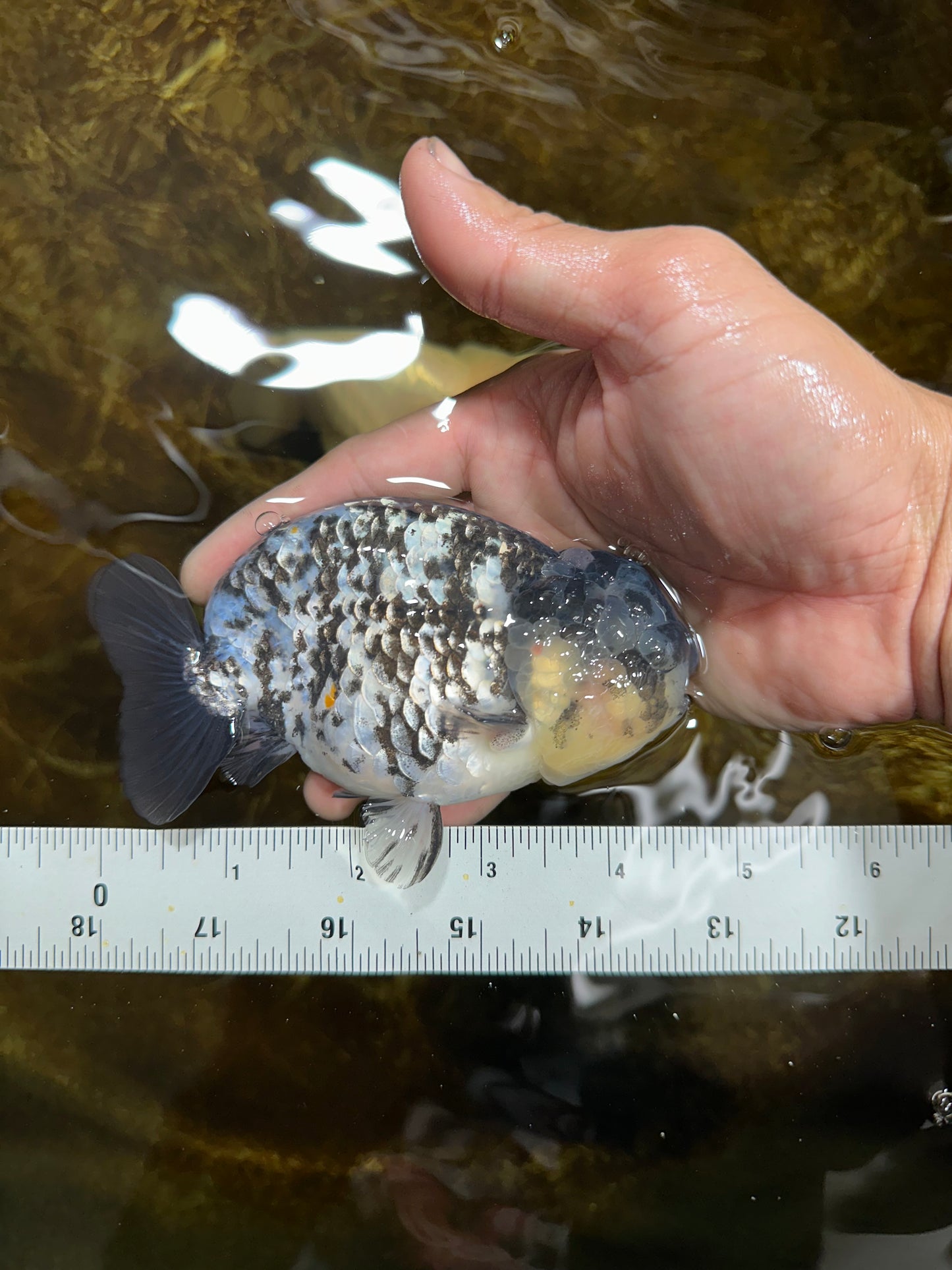 A Grade RARE White Tiger LionKing 4.5 inches #082925LC_04