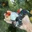 A Grade Tricolor Oranda Male 5-5.5 inches #060625OR_23