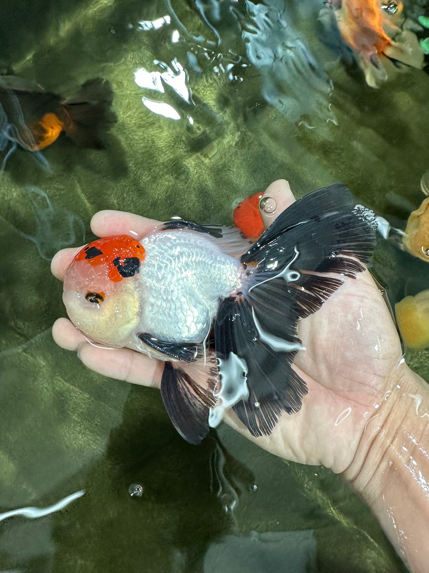A Grade Tricolor Oranda Male 5-5.5 inches #060625OR_23