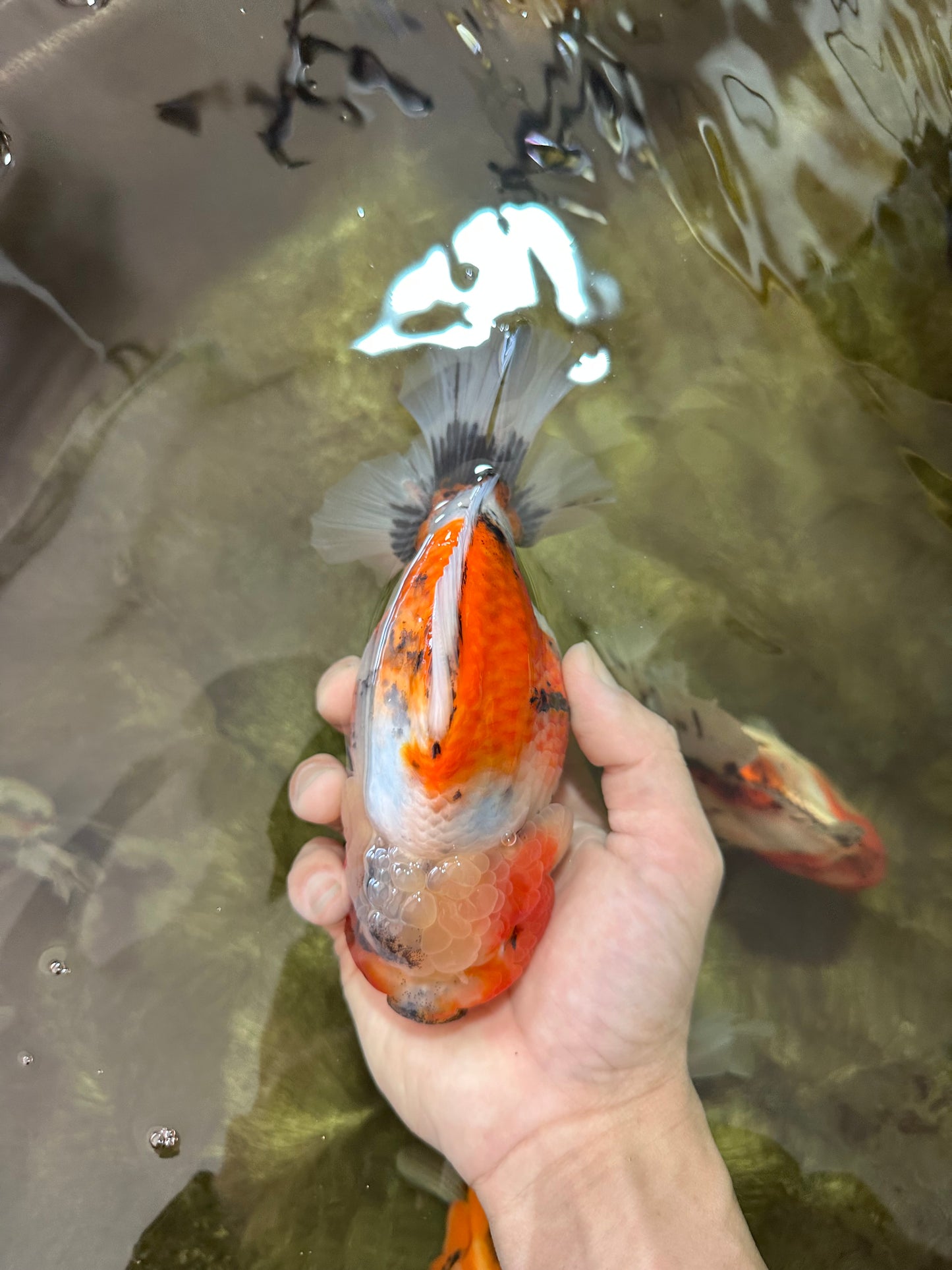 AAA Grade Big Body Godzilla Ink Calico Yuanbao Female 6 inches #051625YB_12