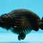 A Grade Black LionKing 5-5.5 inches #070425LC_07