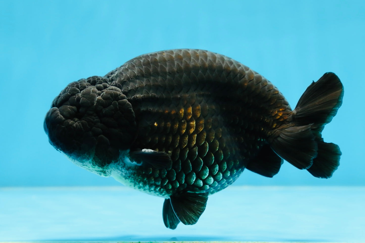 A Grade Black LionKing 5-5.5 inches #070425LC_07