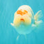 Red White Buffalo Ranchu Male 5.5-6 inches #100926RC_28