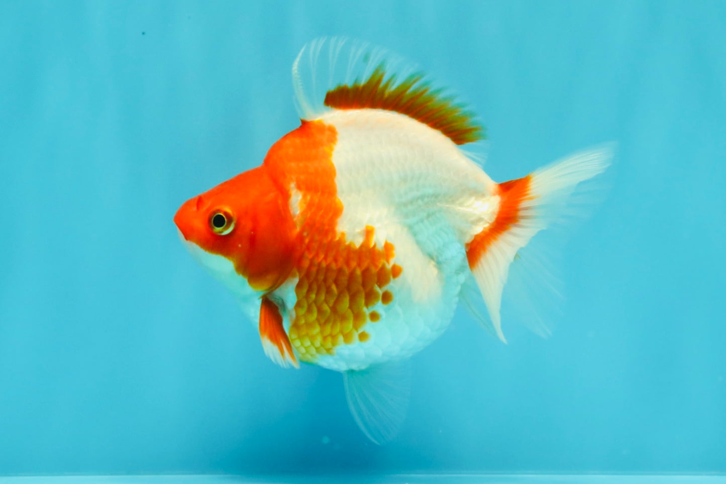 A Grade Red White Ryukin Female 4.5 inches #031326RK_32