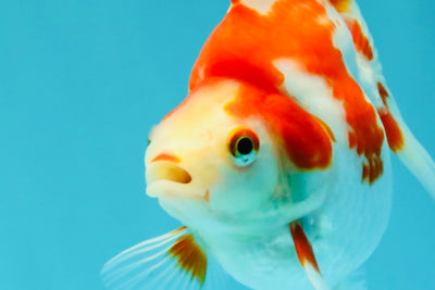 UNIQUE AAA Grade Red White Ryukin Female 4-4.5 inches #042426RK_01