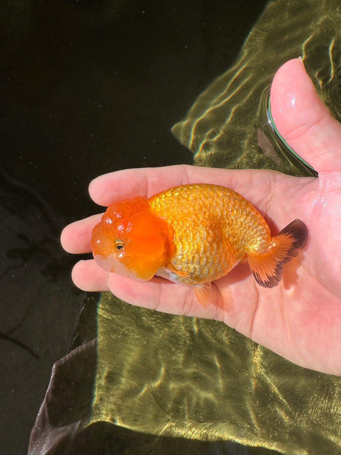 Orange Lionchu Female 3.5 inches #0920LC_15