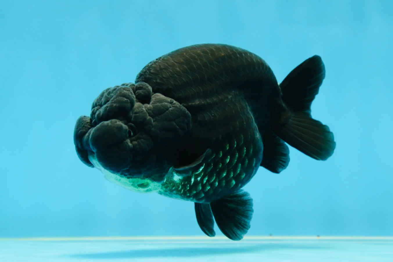 AAA Grade High Back Black LionQueen 4 inches #050925LC_10