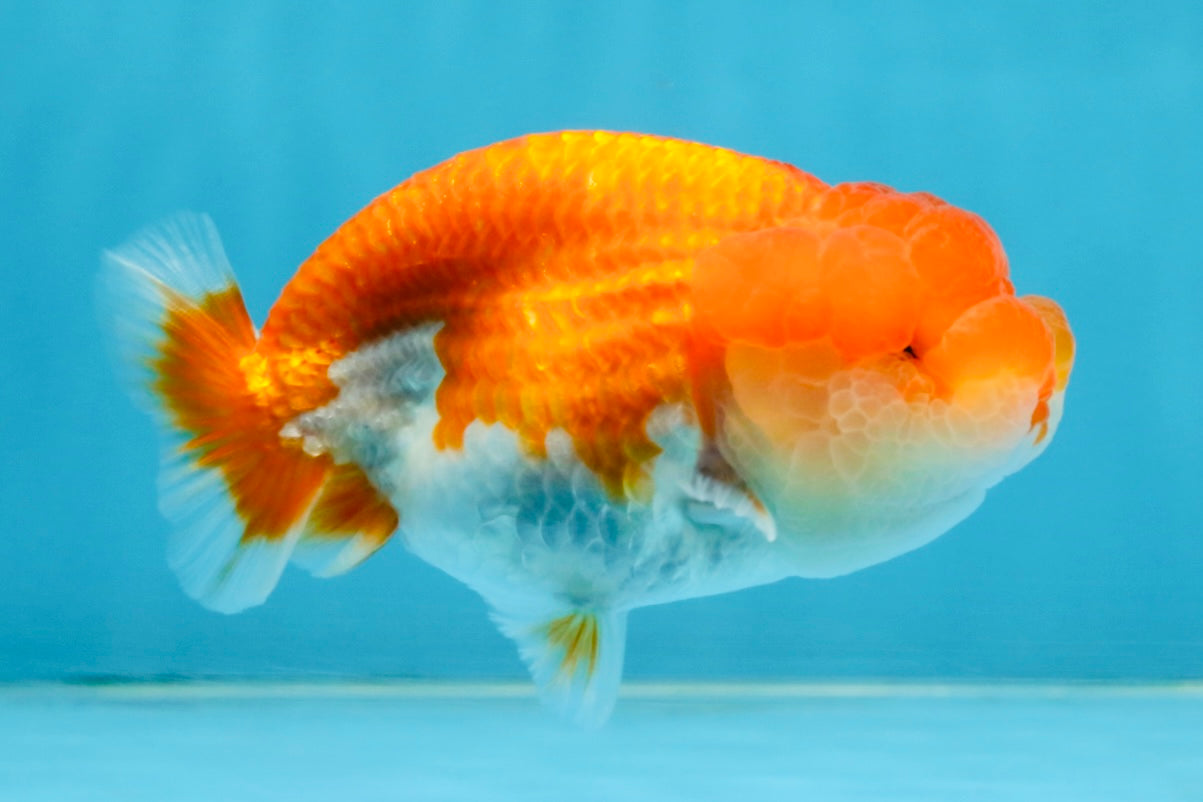 A Grade Red White LionQueen 4 inches #112125LC_12