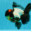 BATMAN AAA Grade Tricolor Oranda Male 5.5 inches #022026OR_09