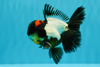 BATMAN AAA Grade Tricolor Oranda Male 5.5 inches #022026OR_09