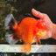 AAA Grade Apache Oranda Male 6.5 inches #071026OR_06