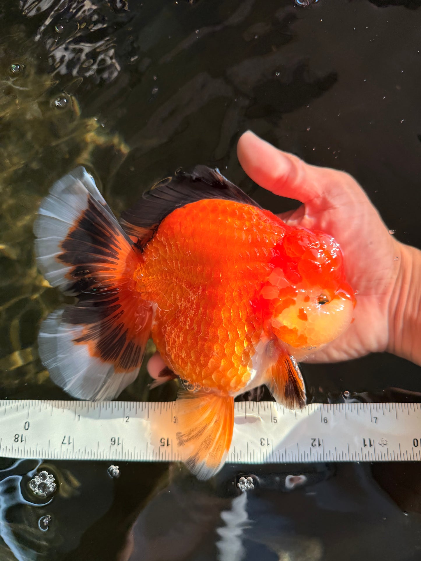 AAA Grade Apache Oranda Male 6.5 inches #071026OR_06