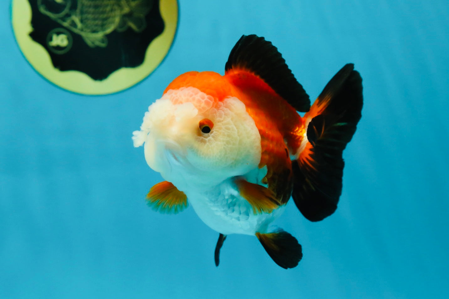 A Grade Pompom Tricolor Yuanbao Female 4 inches #050925YB_30