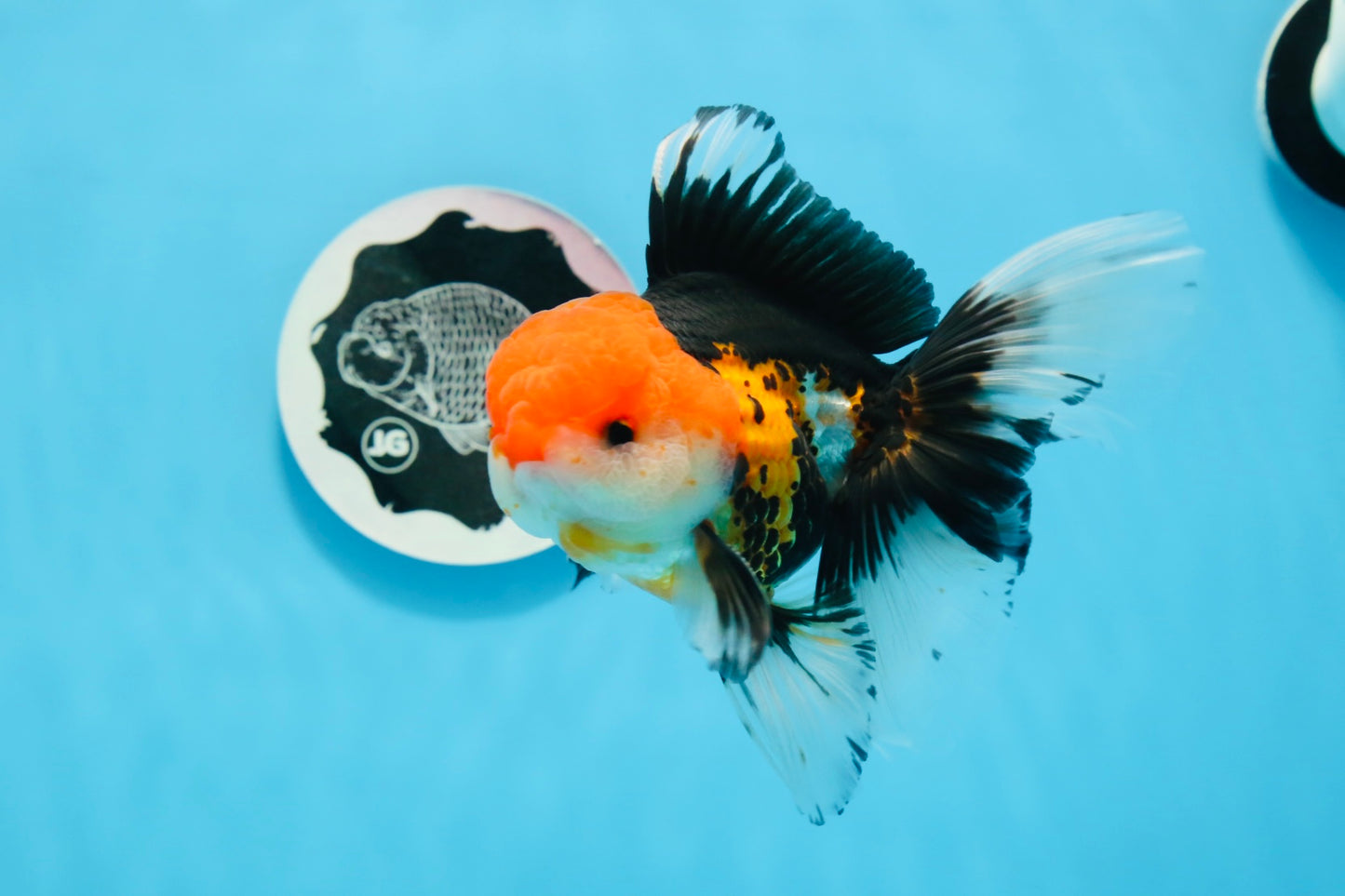 Oranda macho tricolor de grado A de 5 pulgadas n.° 0906OR_29