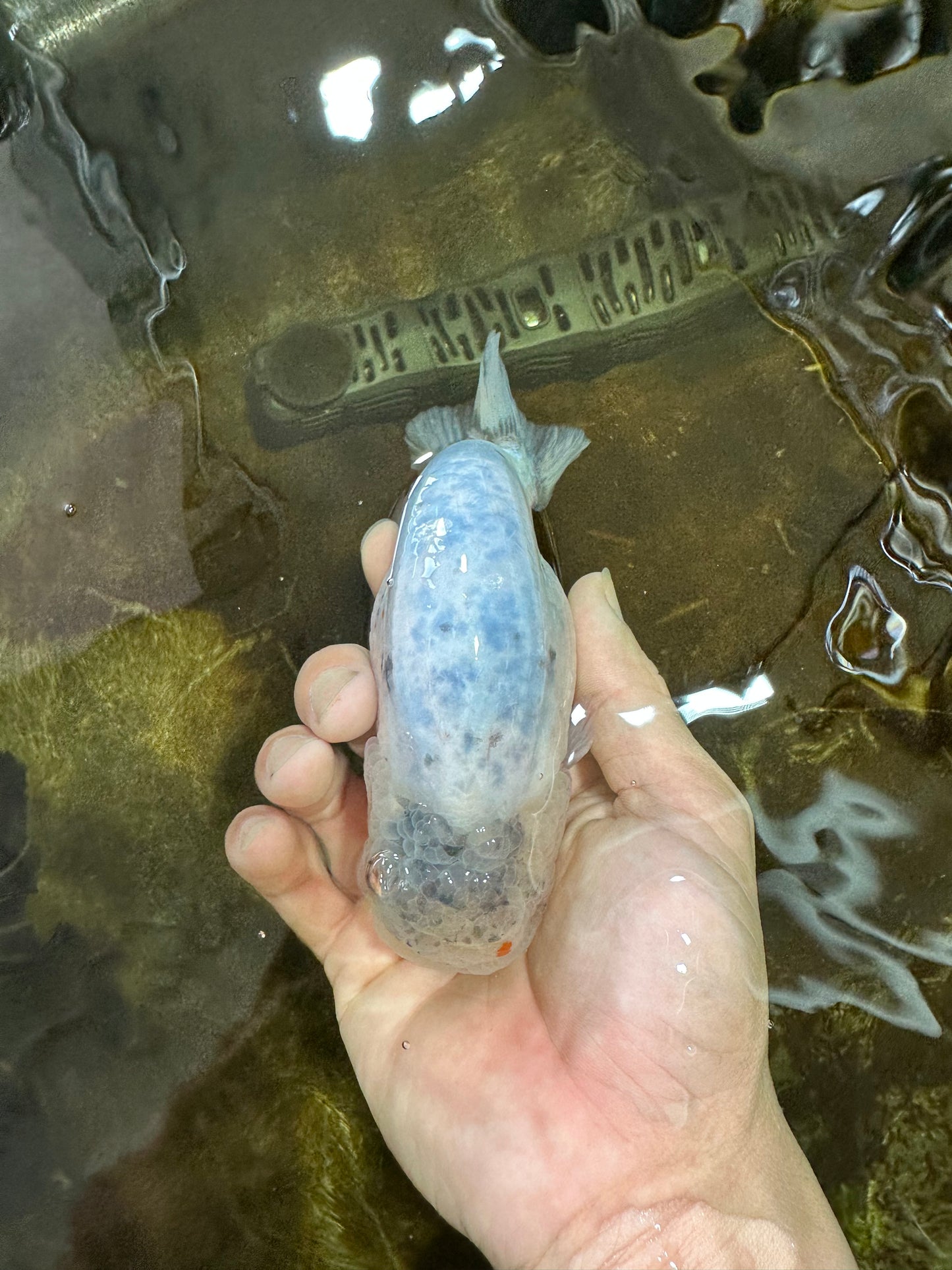 A Grade Marble LionKing 5 inches #071125LC_05