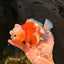 AAA Grade Marble Yuanbao Male 5.5 inches #041726YB_17