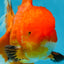 AAA Grade CHONKY Red White Oranda Male 5-5.5 inches #062025OR_16
