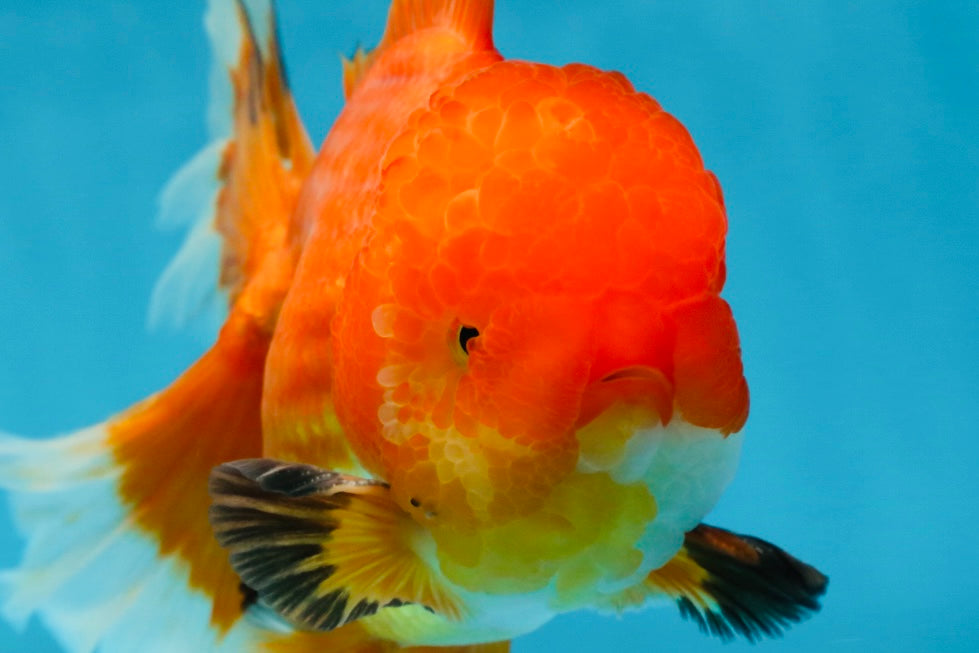 AAA Grade CHONKY Red White Oranda Male 5-5.5 inches #062025OR_16