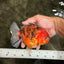 A Grade Tiger Yuanbao Male 5-5.5 inches #080726YB_25