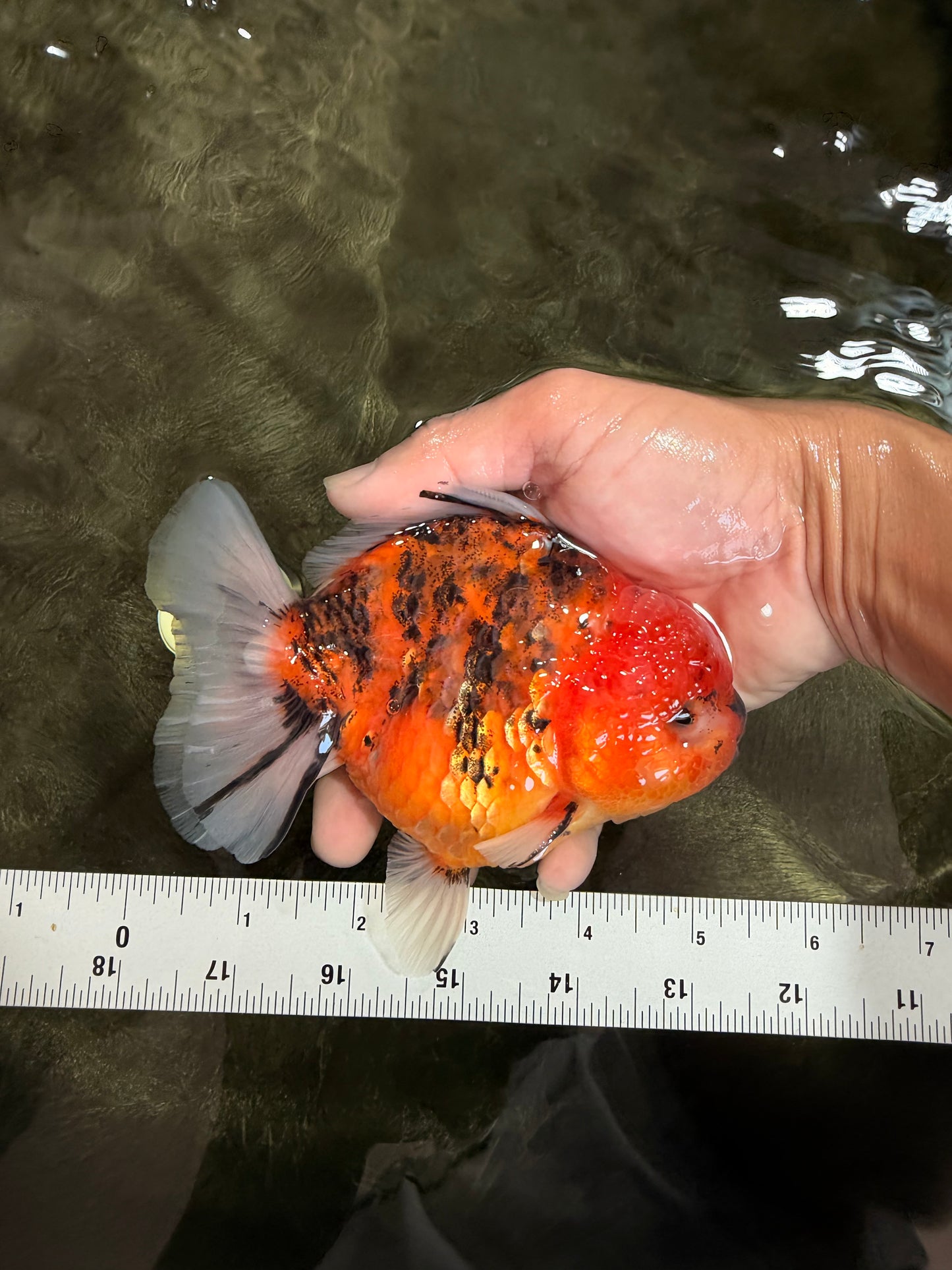 A Grade Tiger Yuanbao Male 5-5.5 inches #080726YB_25