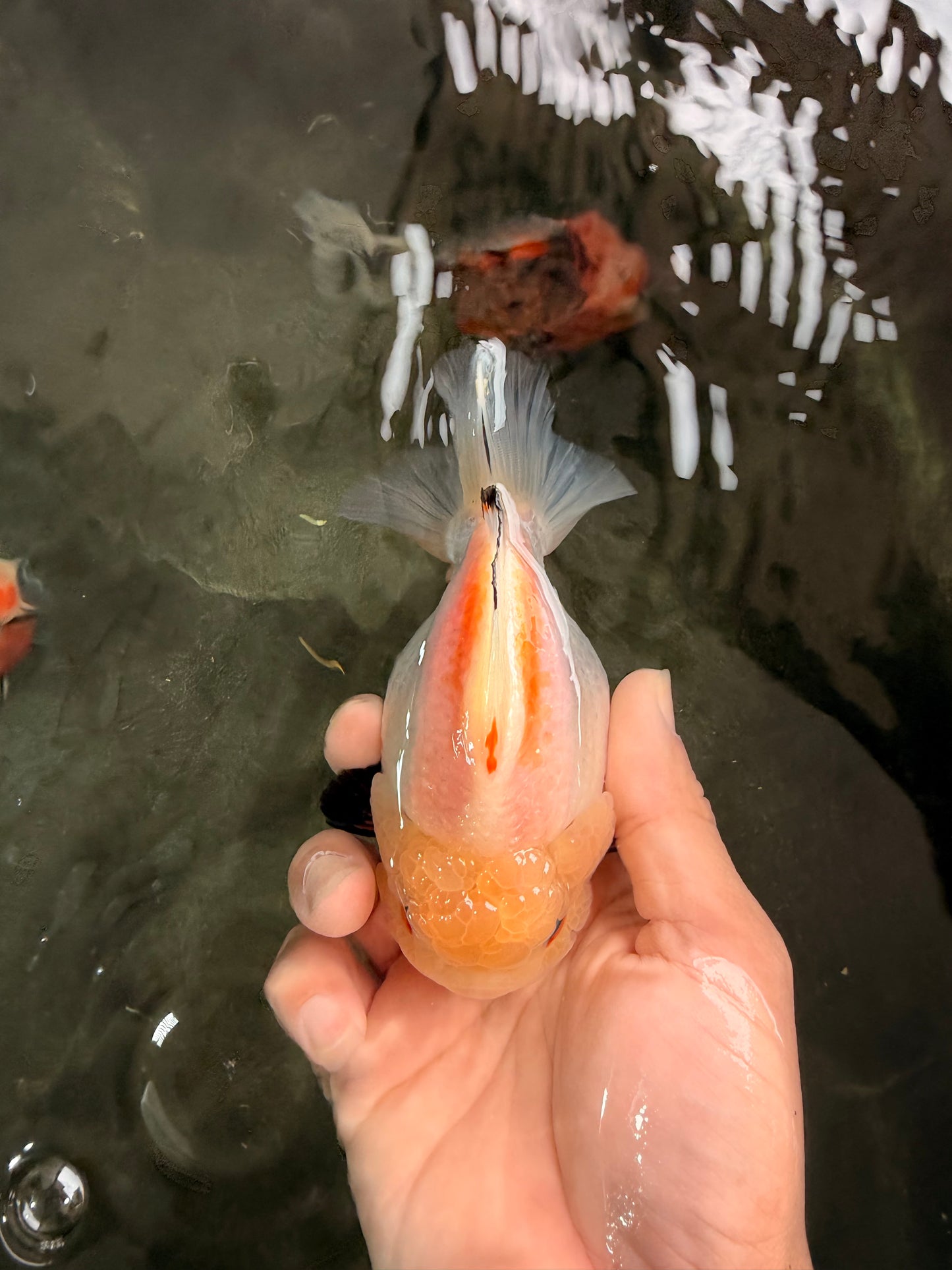 A Grade Chicken White Yuanbao Female 5 inches #062626YB_15