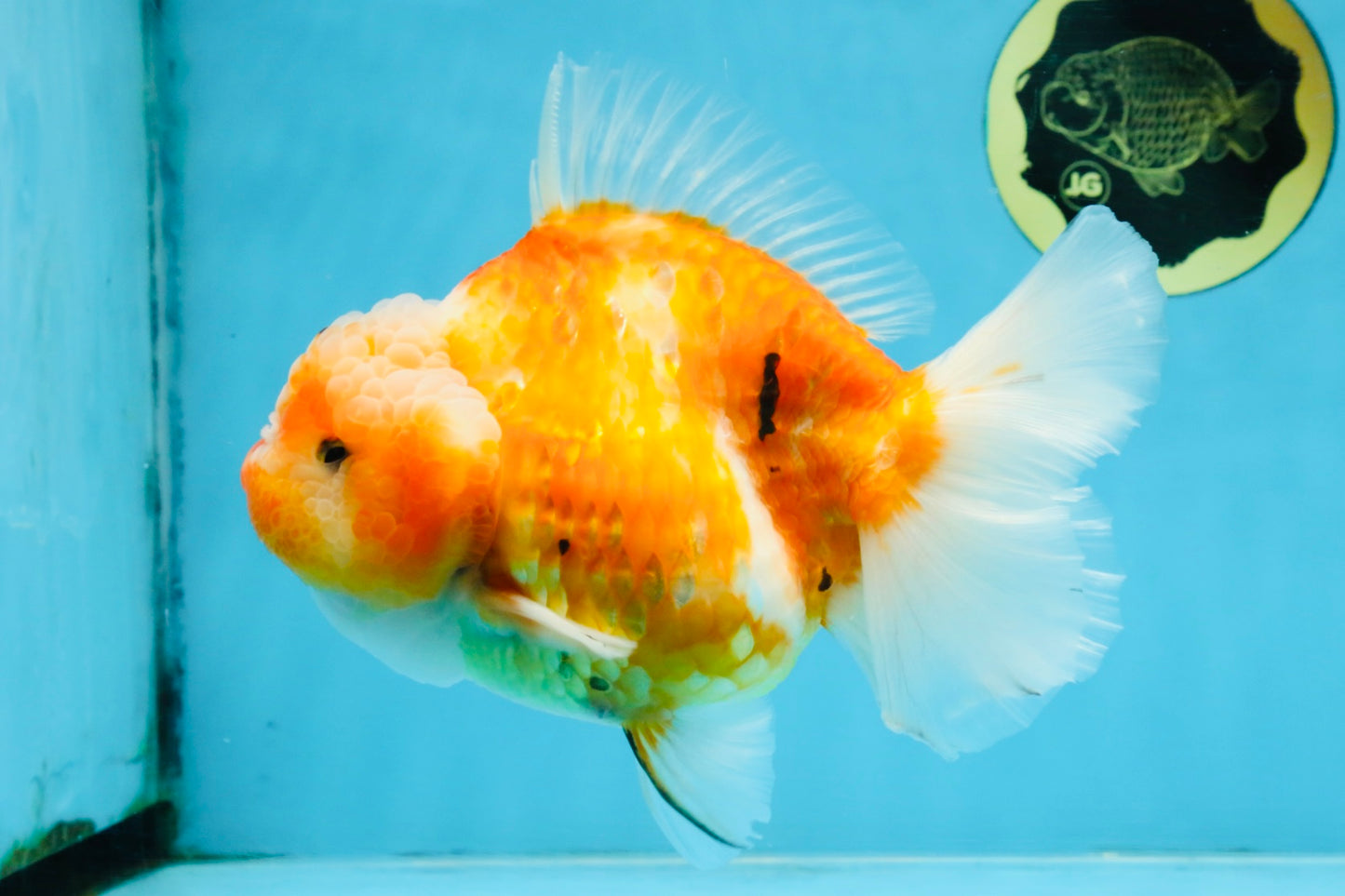 A Grade Sakura Yuanbao Female 6 inches #111425YB_02