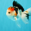 A Grade Tricolor Oranda Male 5 inches #041726OR_14