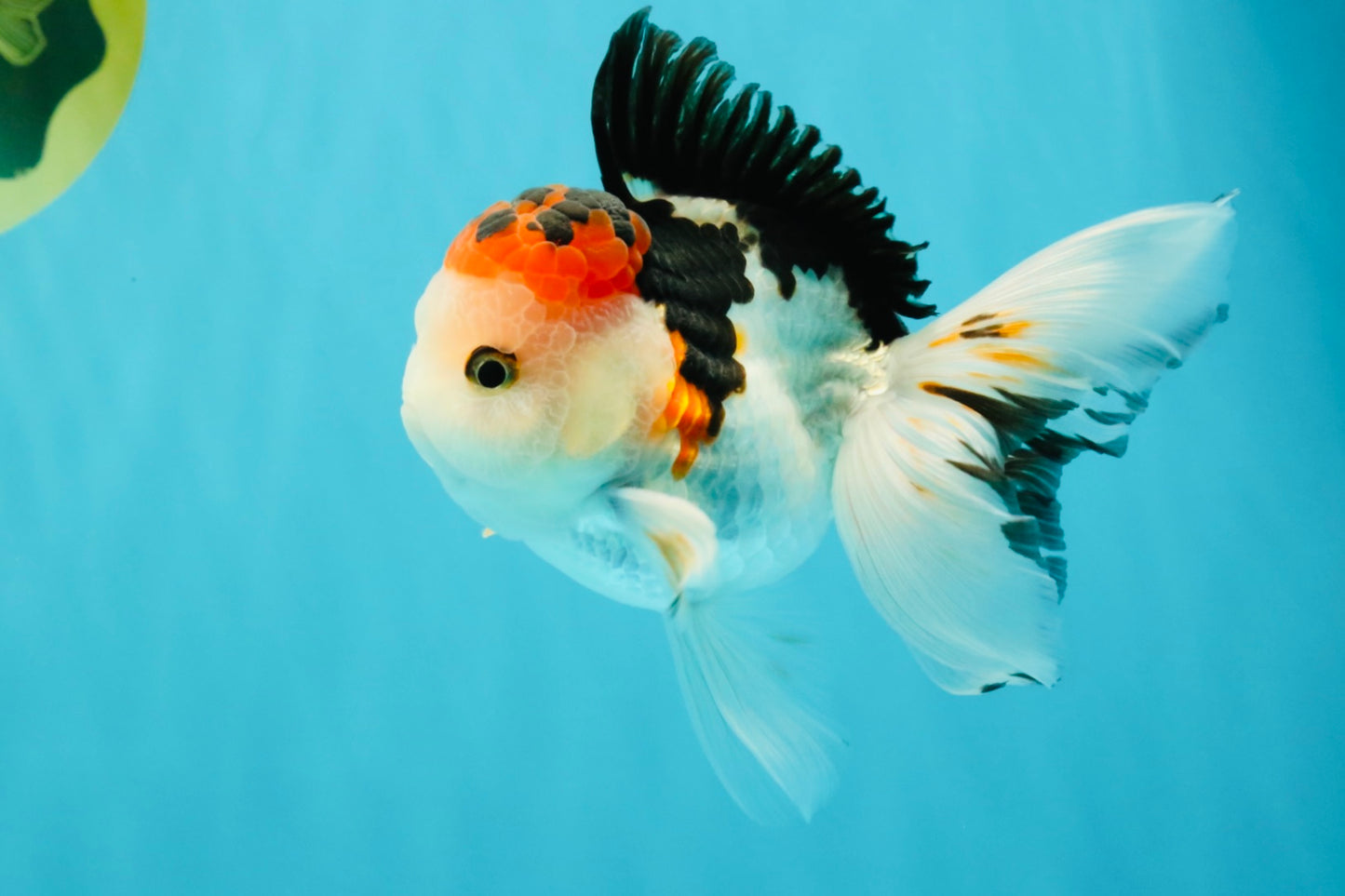 A Grade Tricolor Oranda Male 5 inches #041726OR_14