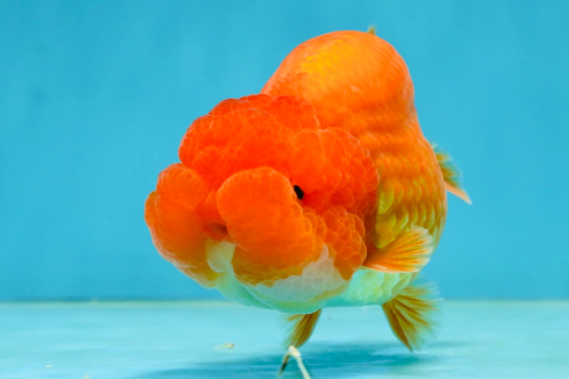 A Grade Solid Red LionKing 4 inches #062725LC_01