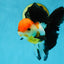 Fluffy Tail A Grade Tricolor Oranda Female 5-5.5 inches #042525OR_04