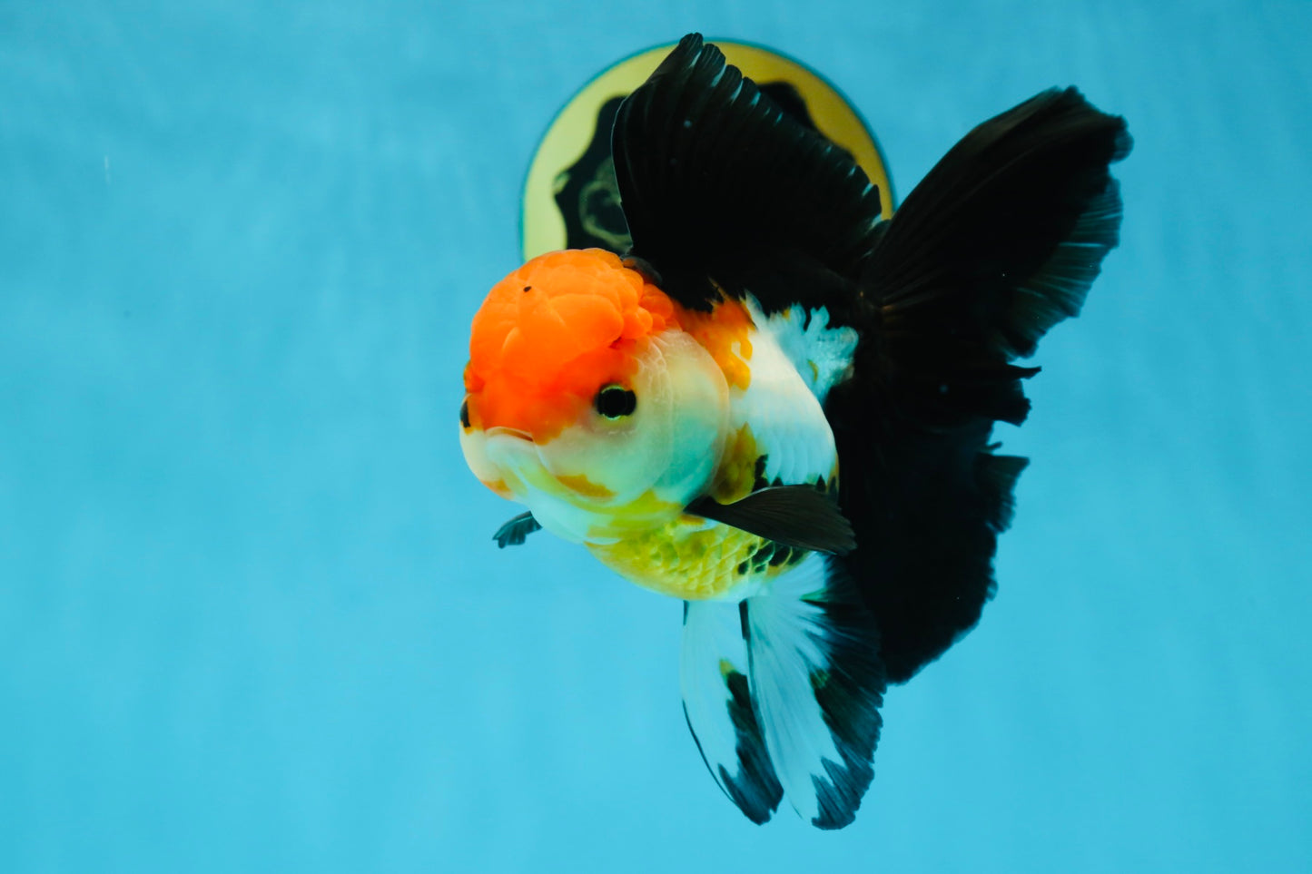 Fluffy Tail A Grade Tricolor Oranda Female 5-5.5 inches #042525OR_04