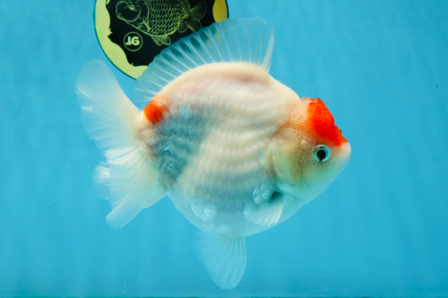 MARIO AAA Grade Red White Yuanbao Female 5 inches #121225YB_02