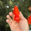 CHUBBY A Grade Red White LionQueen Female 4 inches #042426LC_20