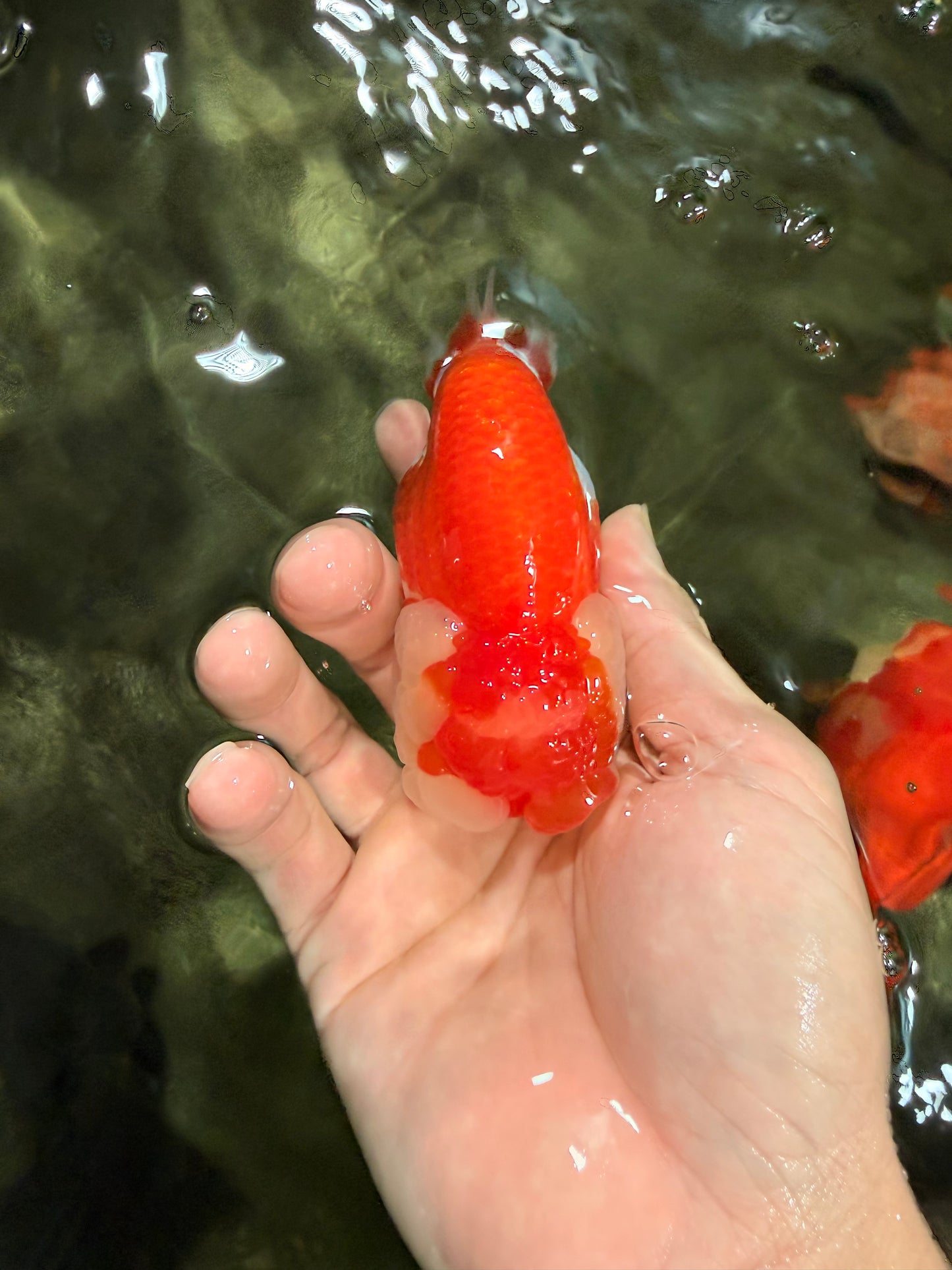 CHUBBY A Grade Red White LionQueen Female 4 inches #042426LC_20