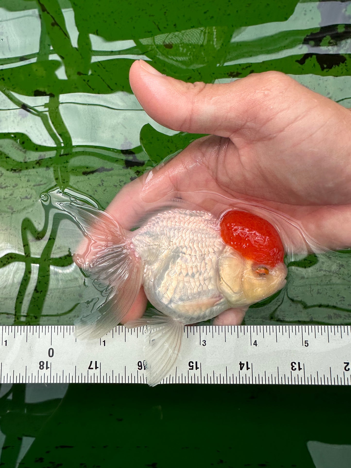 Oranda hembra de gorra roja de grado A, 4,5 pulgadas, n.º 0830OR_10