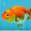 Red White Lionchu Female 4-4.5  inches #121225LC_12
