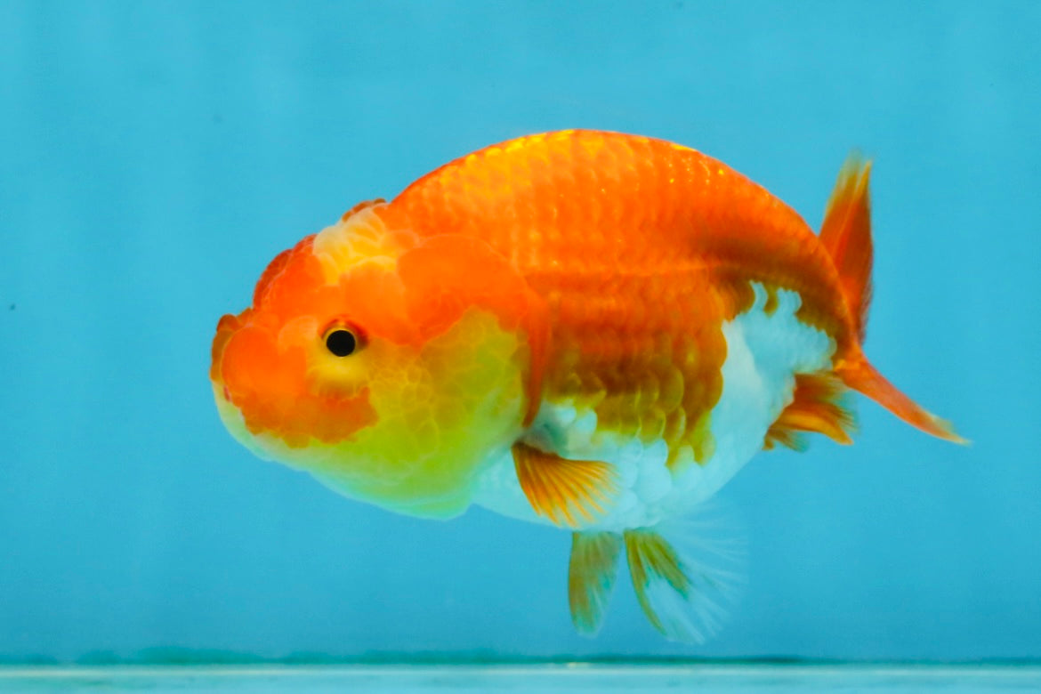 Red White Lionchu Female 4-4.5  inches #121225LC_12