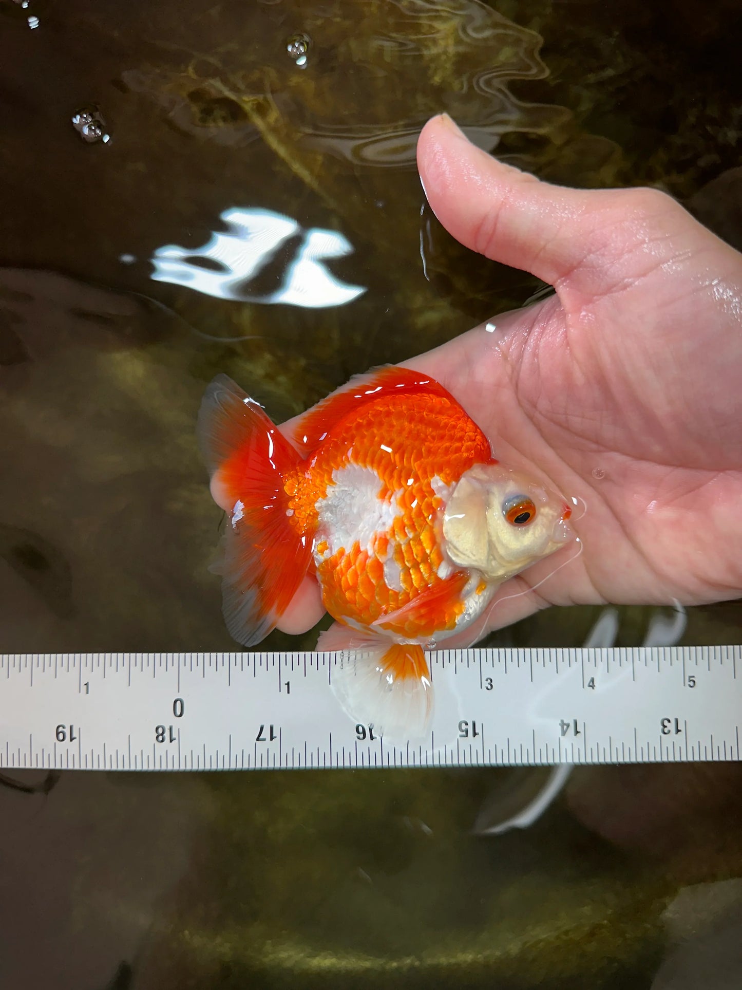 3rd Runner Up SHOW GRADE Red White Ryukin Male 3.5-4 inches #053025RK_9999