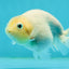 Marble Ranchu Female 3.5 inches #1004LC_09