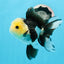 AAA Grade Panda Button Eyes Oranda Female 4.5-5 inches #0927OR_29