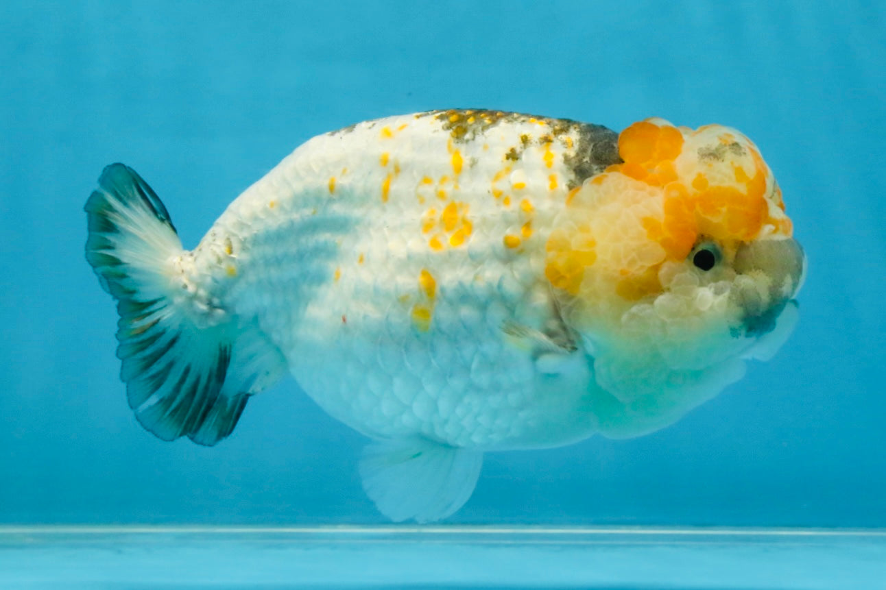 SUPER CUTE Sakura LionChu Female 5.5 inches #121925LC_08