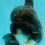 A Grade Kirin Oranda Male 5.5 inches #061926OR_22