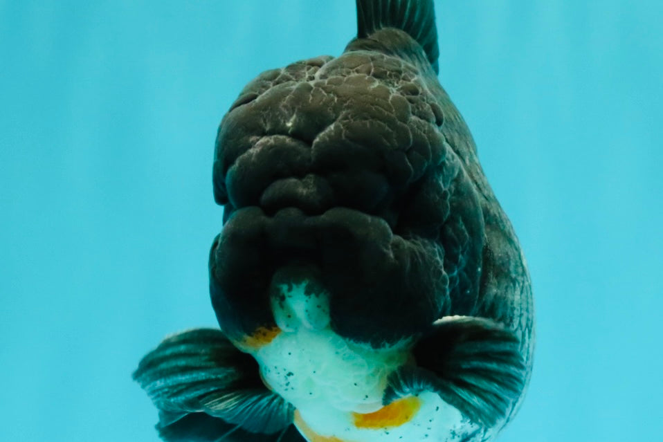 A Grade Kirin Oranda Male 5.5 inches #061926OR_22